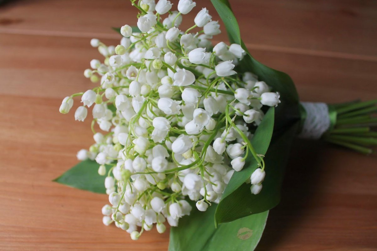 Ландыши фото красивые