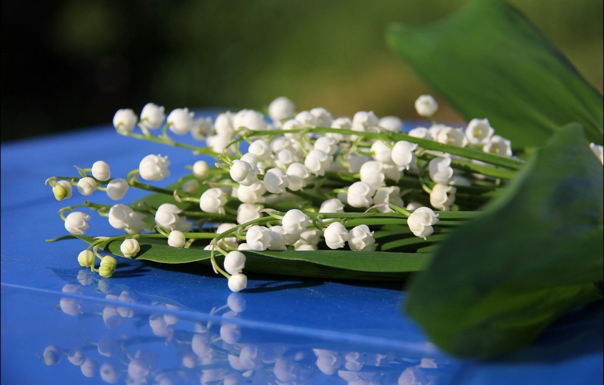 С днём рождения Ландыши