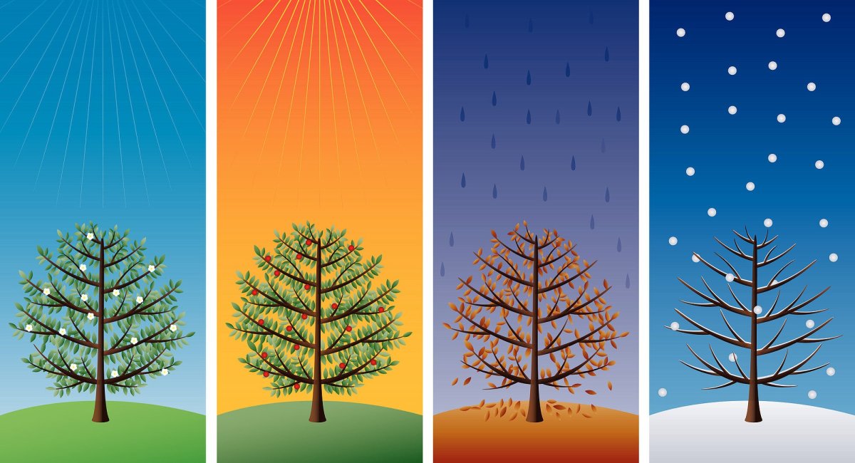 Деревья по временам года для детей