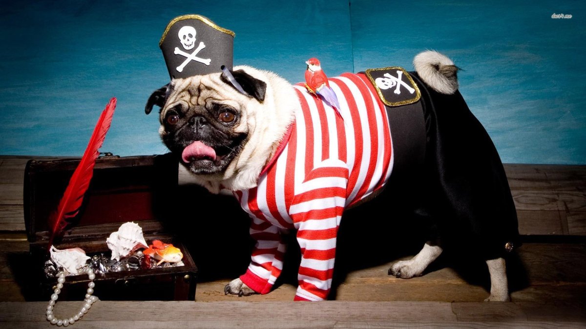 Мопс в костюме пирата