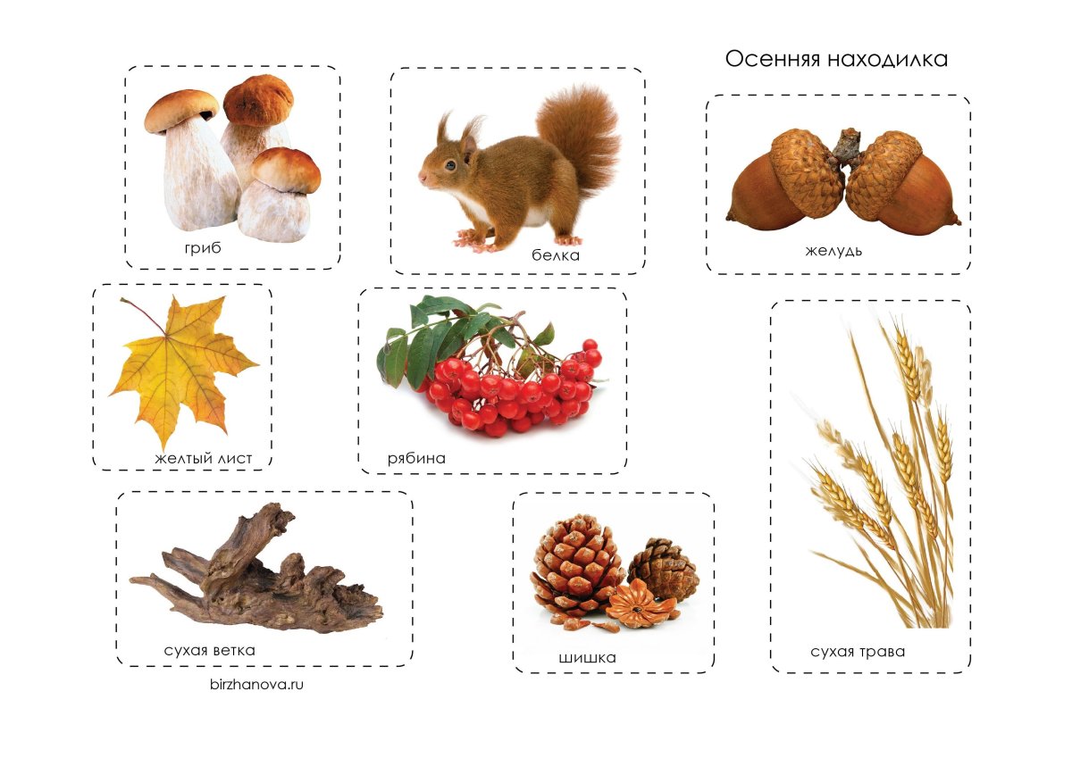 Задания для детей осень животные