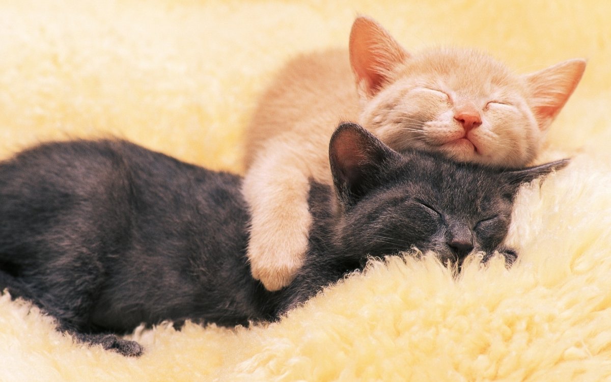 Котенок. Спокойной ночи!