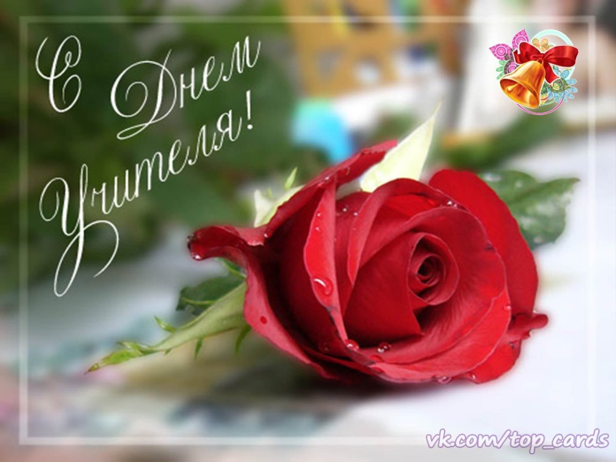 Открытка с днем учителя розы
