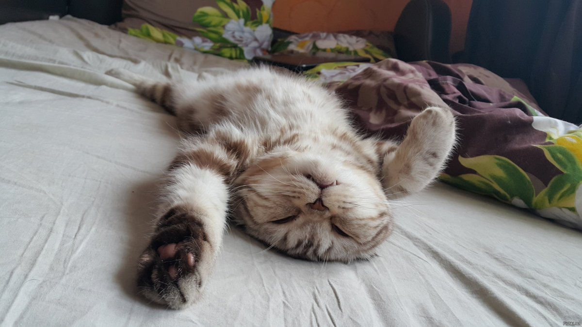 Уставший кот