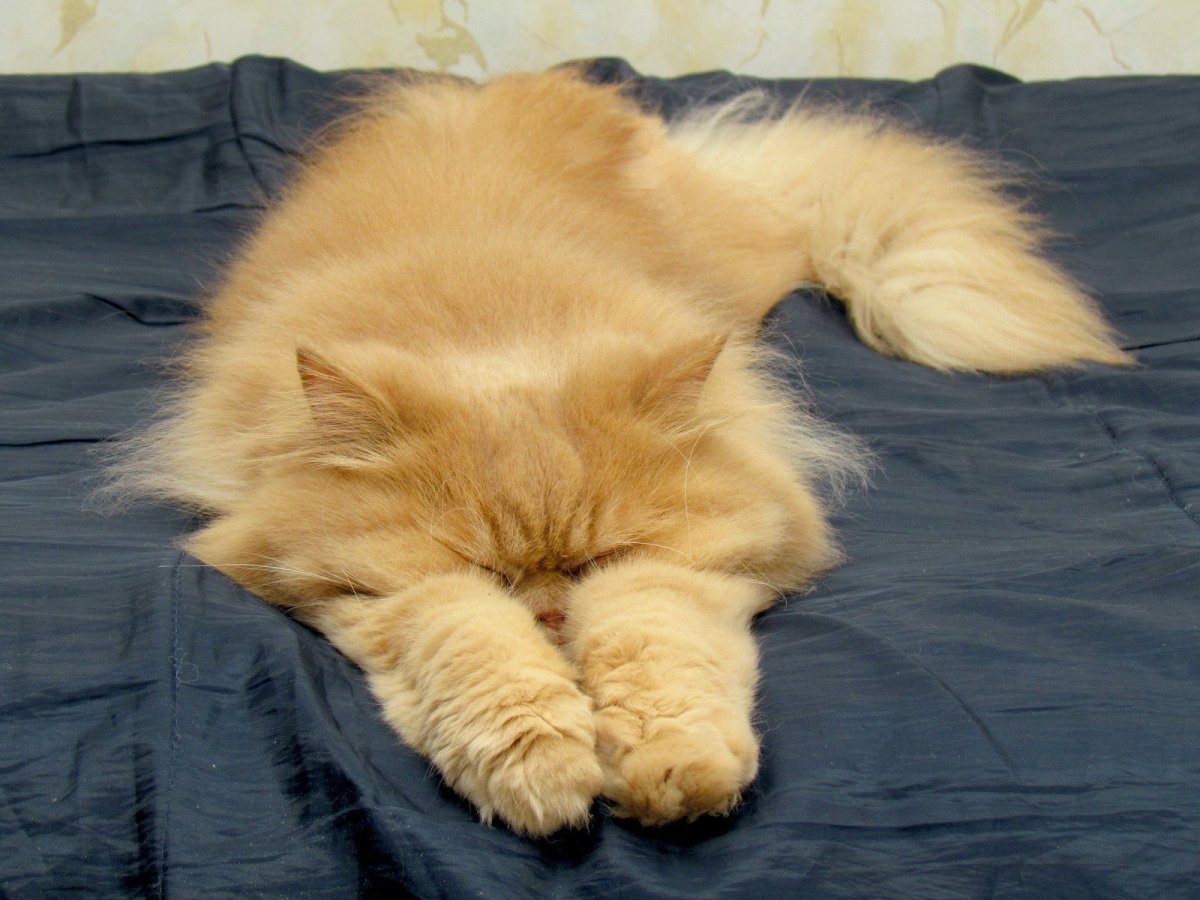 Прикольные спящие котята