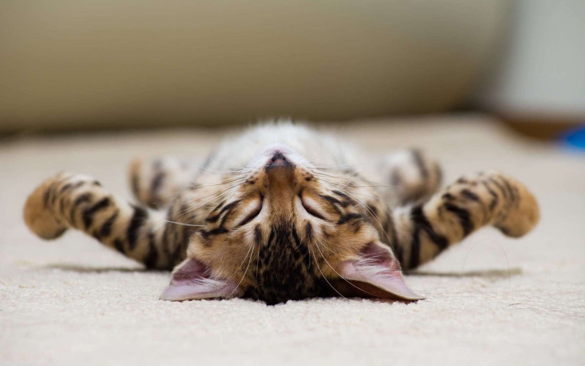 Котенок на спине