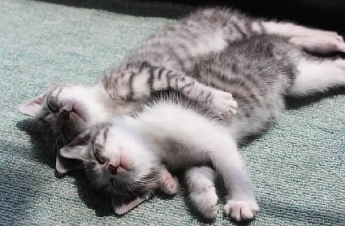 Рыжий кот спит