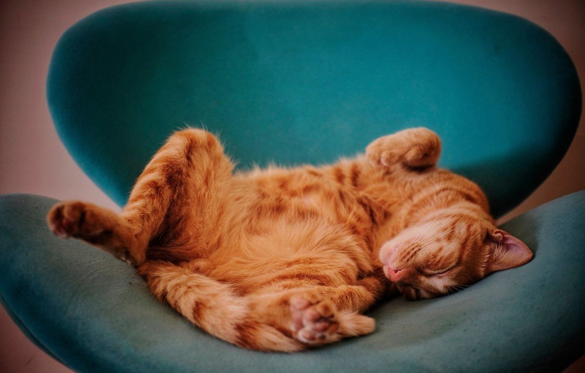 Спокойной ночи сладких снов с животными