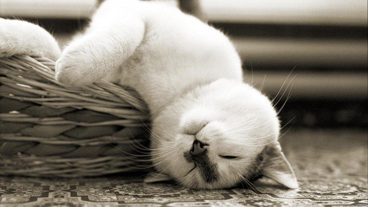 Кошка крепко спит