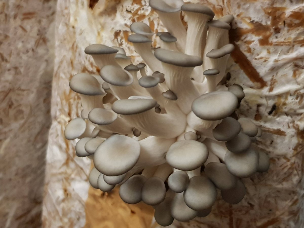 Уральская ферма вешенка грибы