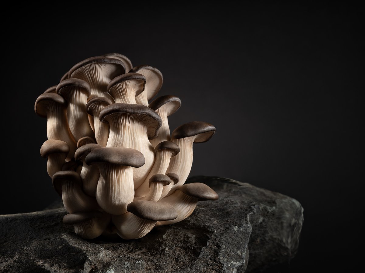 Грибы вешенки