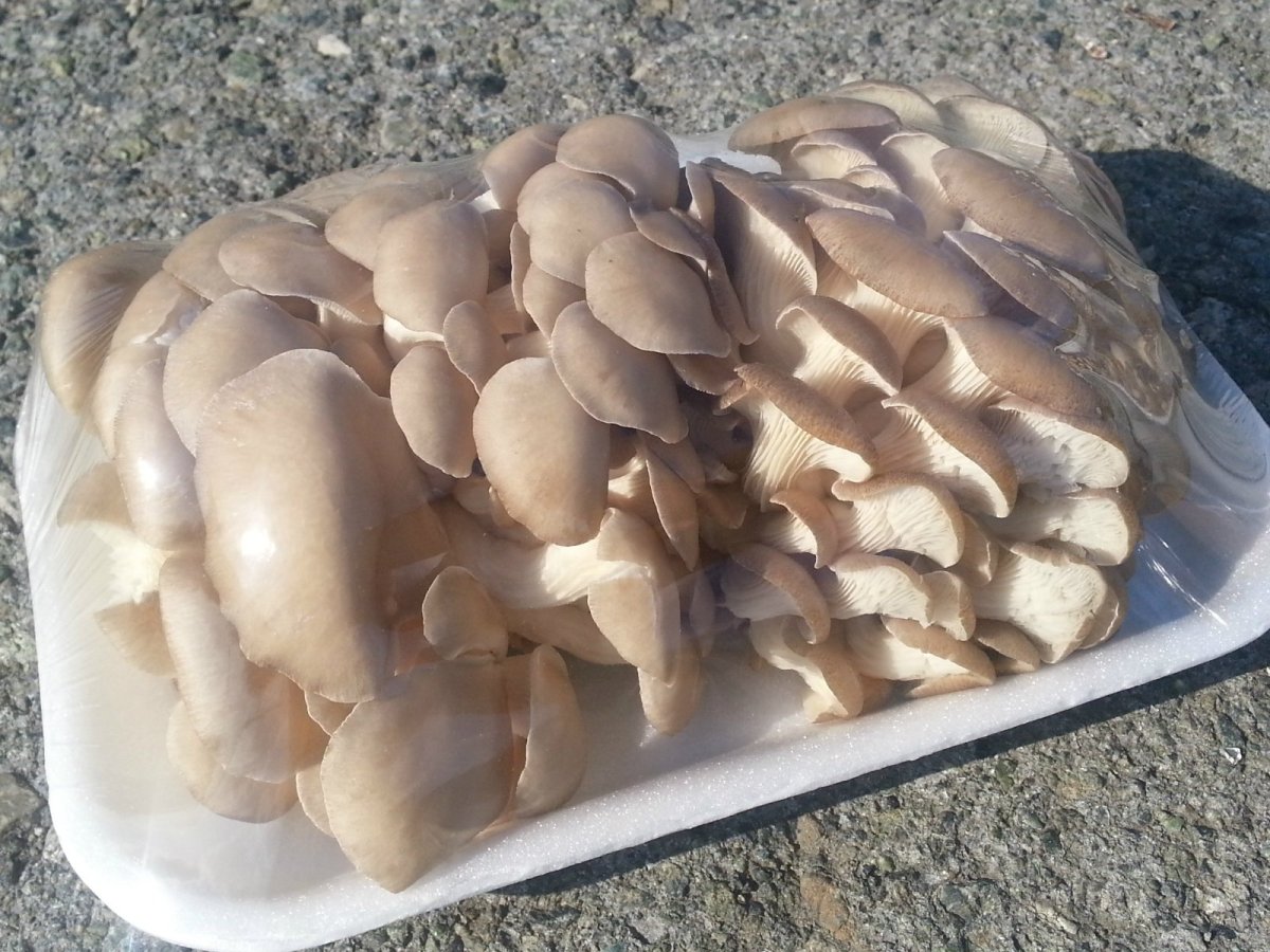 Грибы вешенка 300 гр