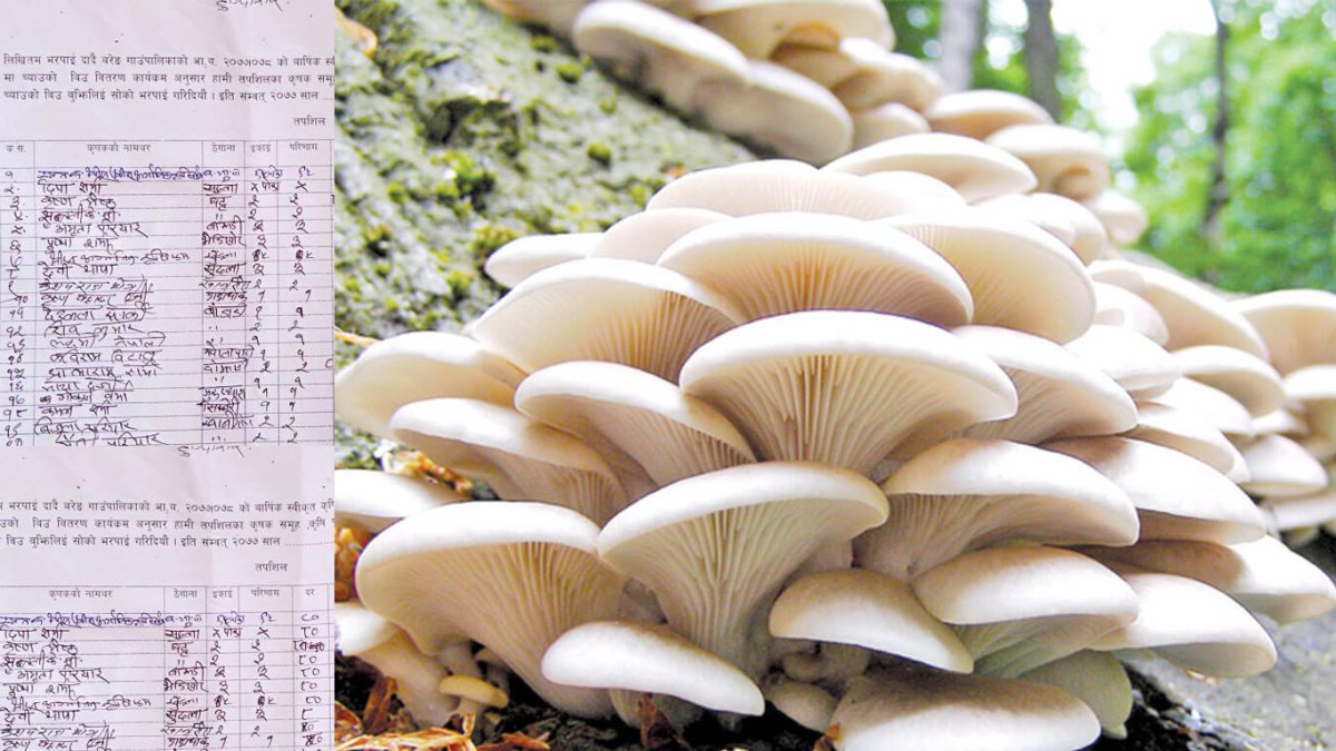 Шампиньоны и вешенки