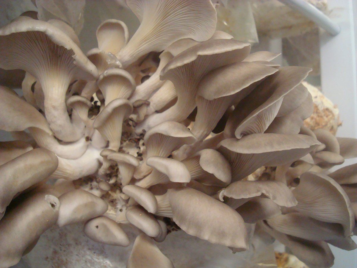 Грибы вешенки вектор