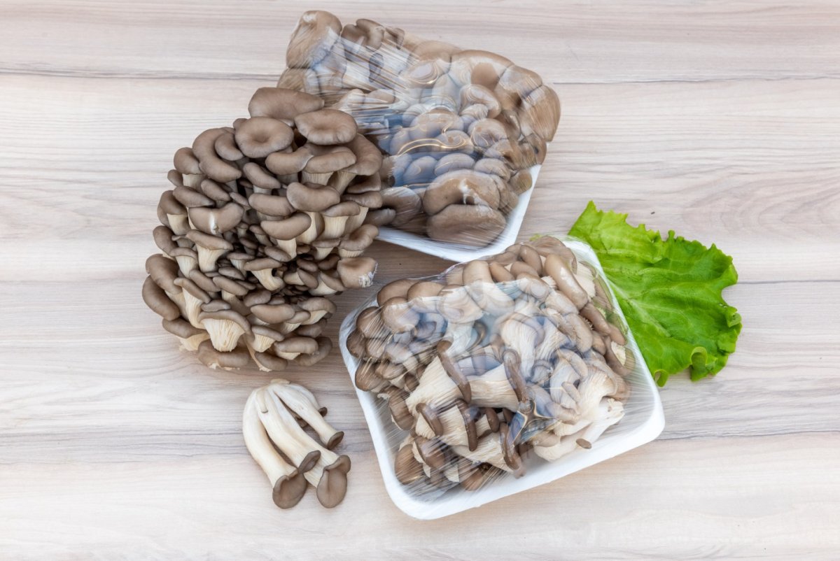 Грибы вешенка итальянская