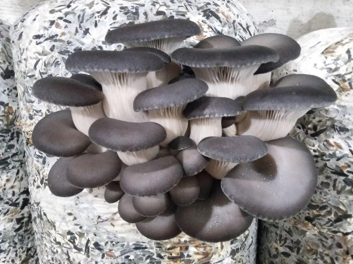 Мицелий грибов вешенка