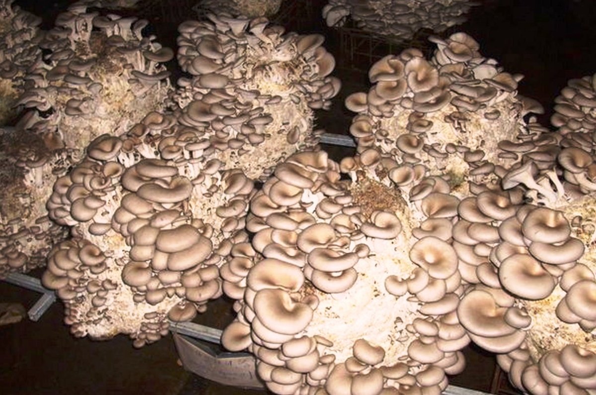 Грибы вешенки арт