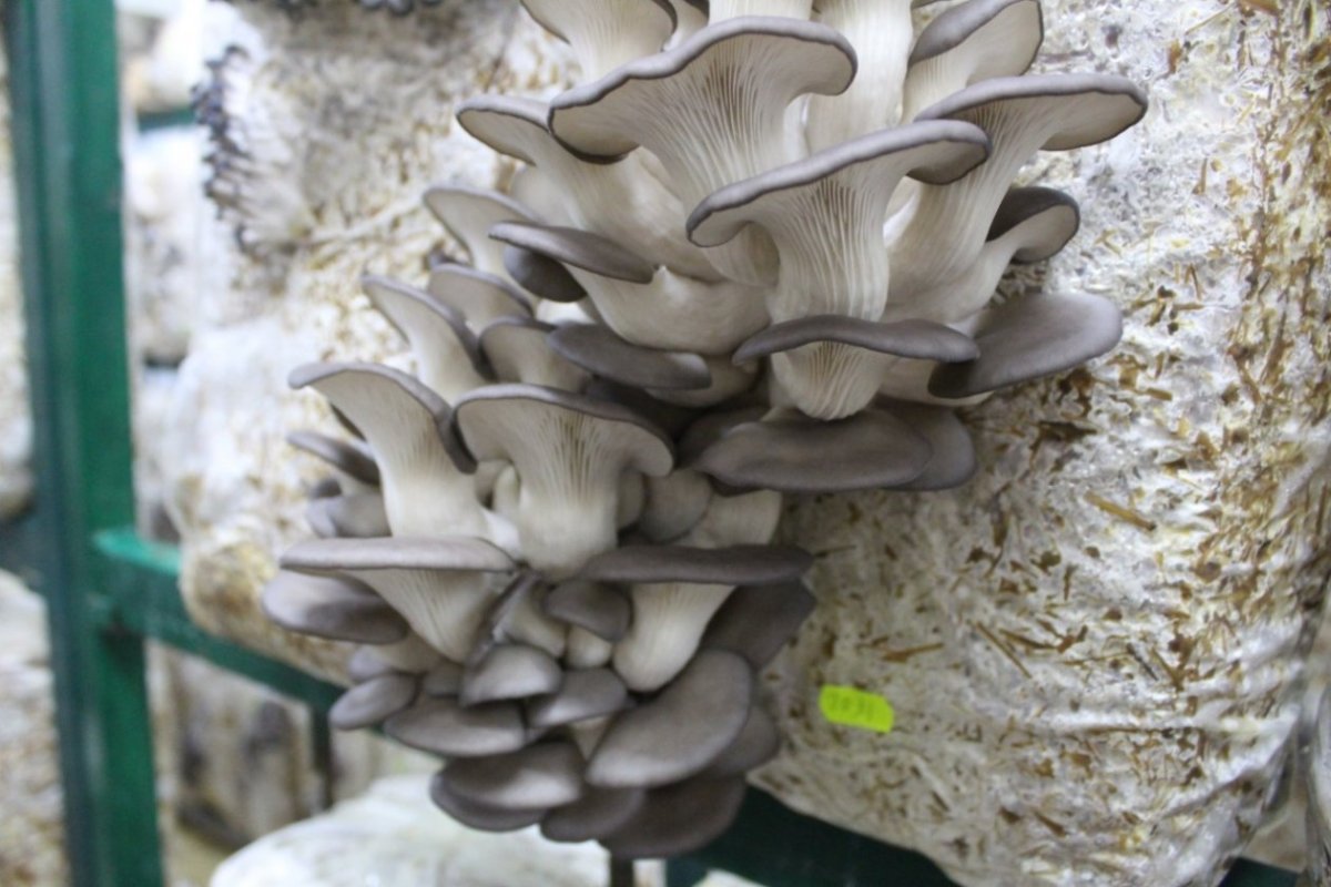 Grey Oyster Mushroom