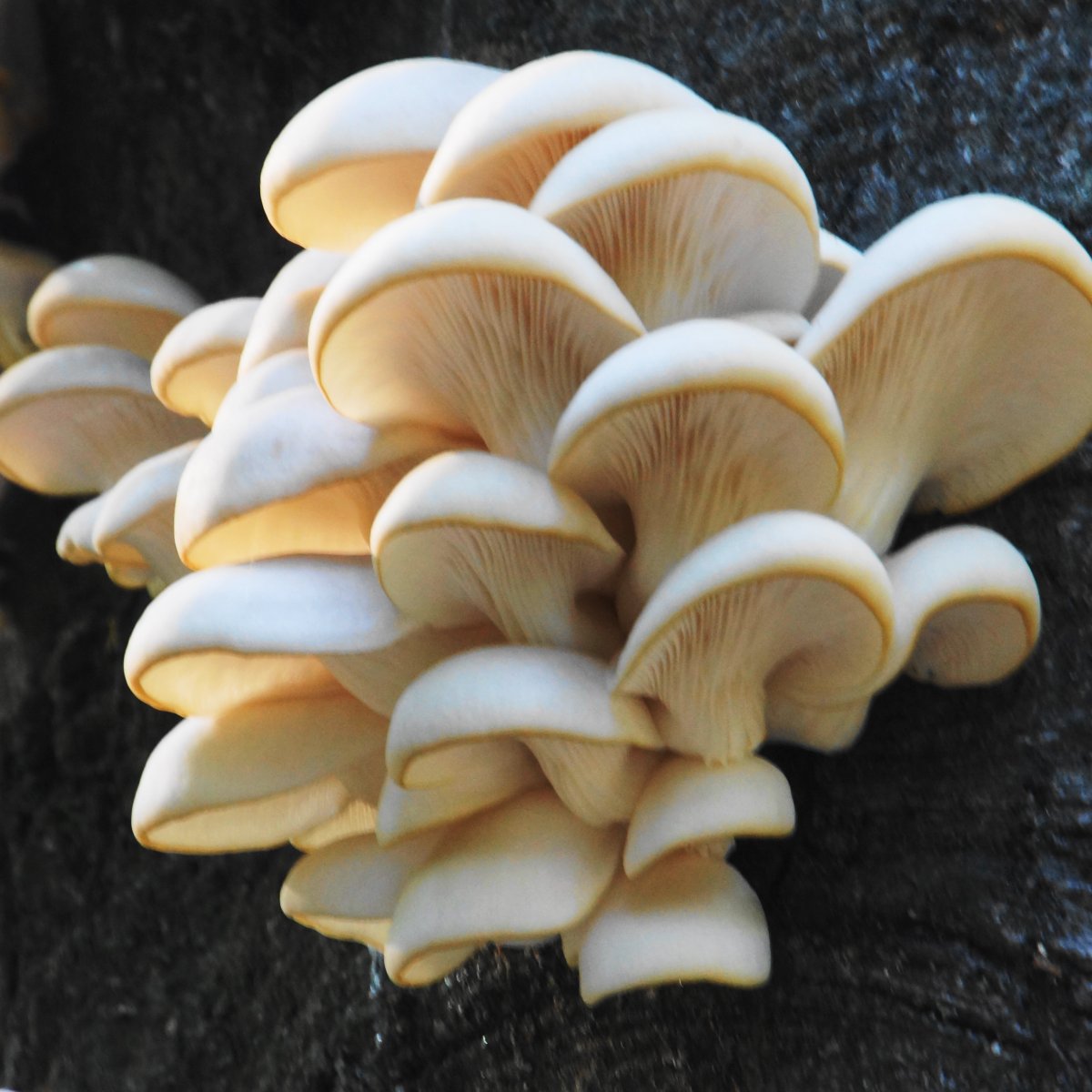 Вёшенка обыкновенная Степная