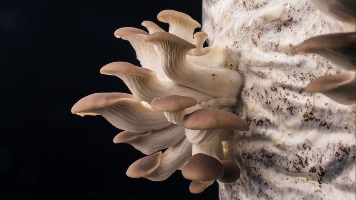 Вешенки вектор