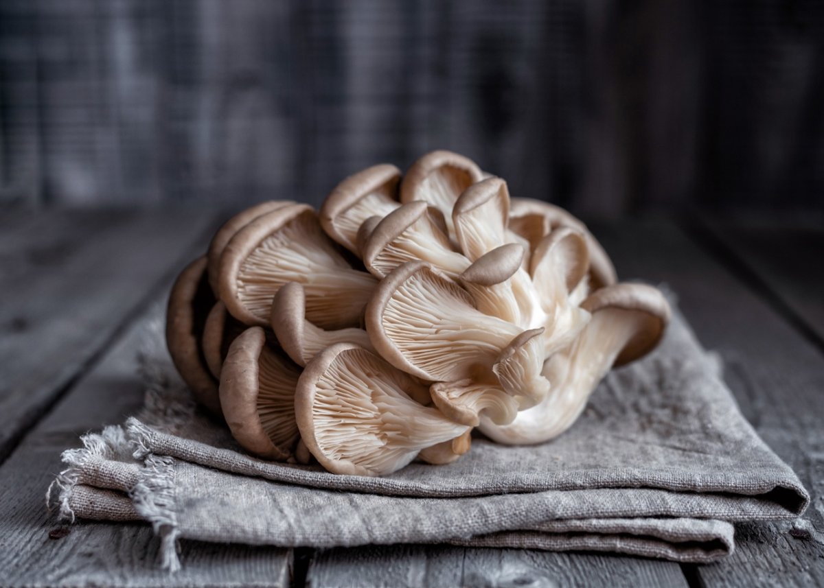 Грибы вешенки на белом фоне