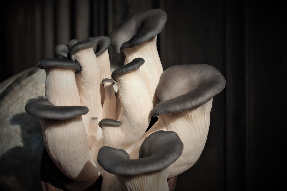 Черные вешенки грибы