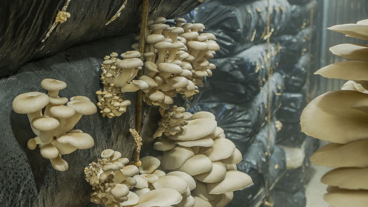 Вешенки блюдо