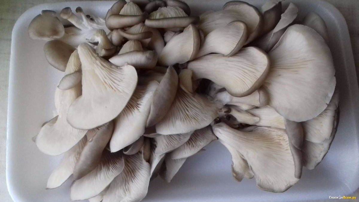 Вешенки на соломе