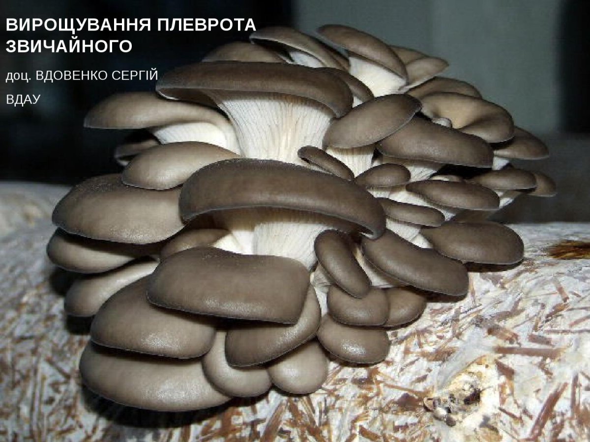 Штамм вешенки т35