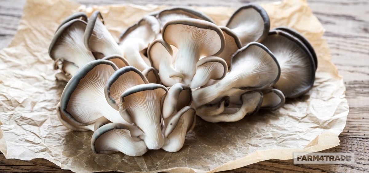 Культивируемые грибы вешенка