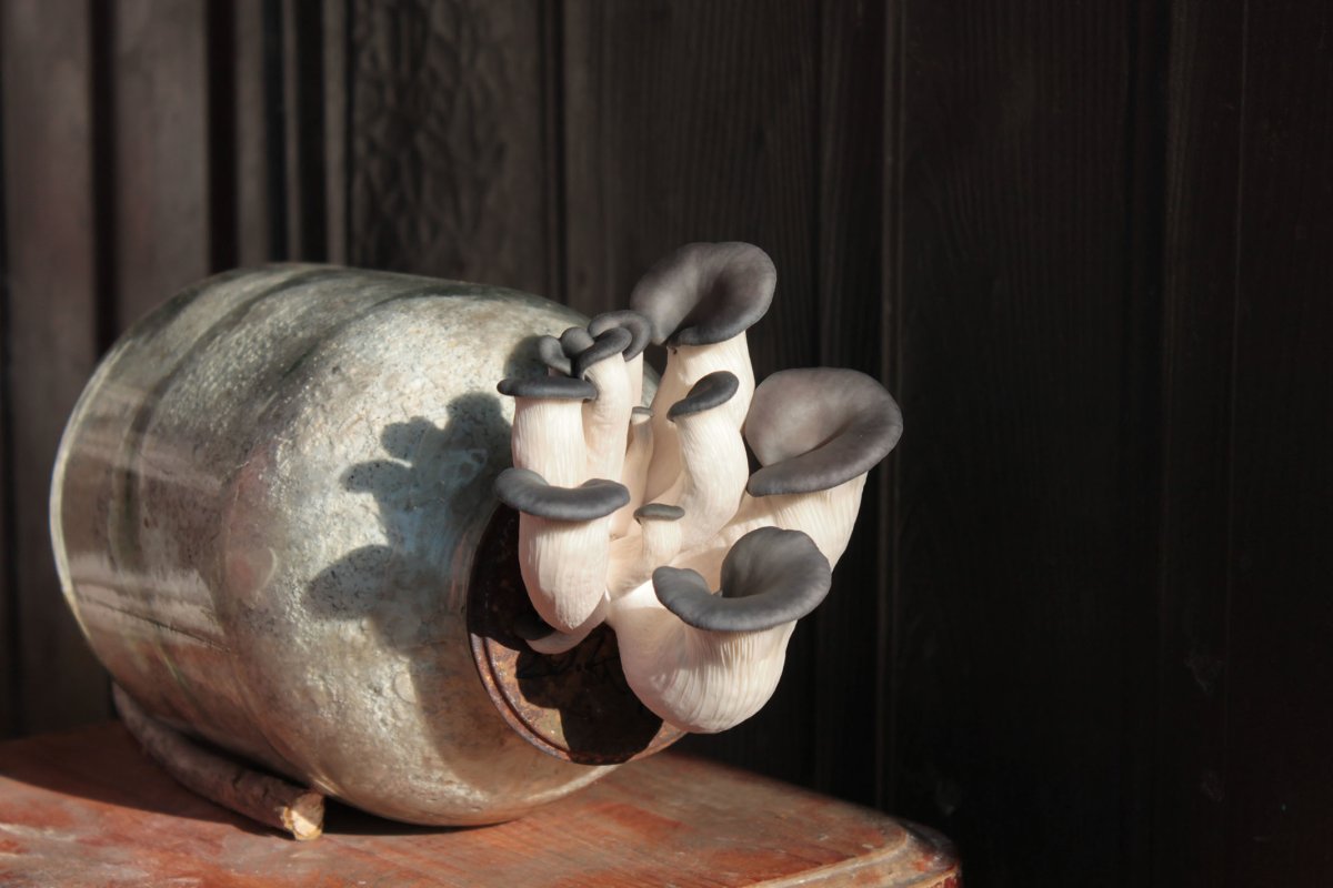 Устрица устричный гриб