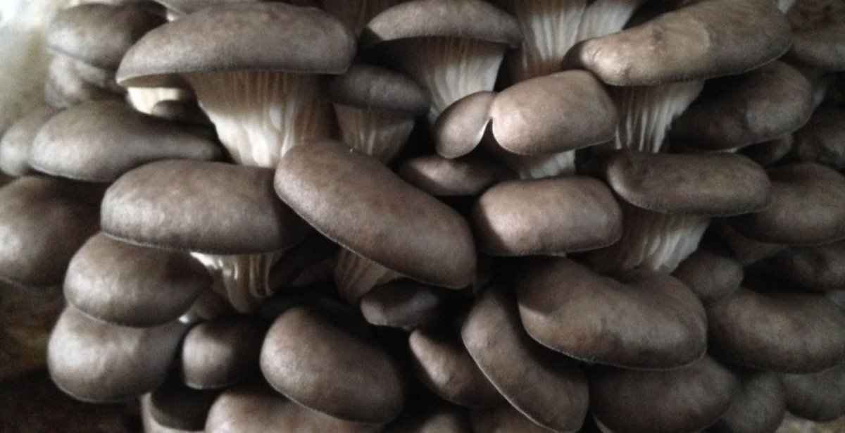 Шампиньоны и вешенки