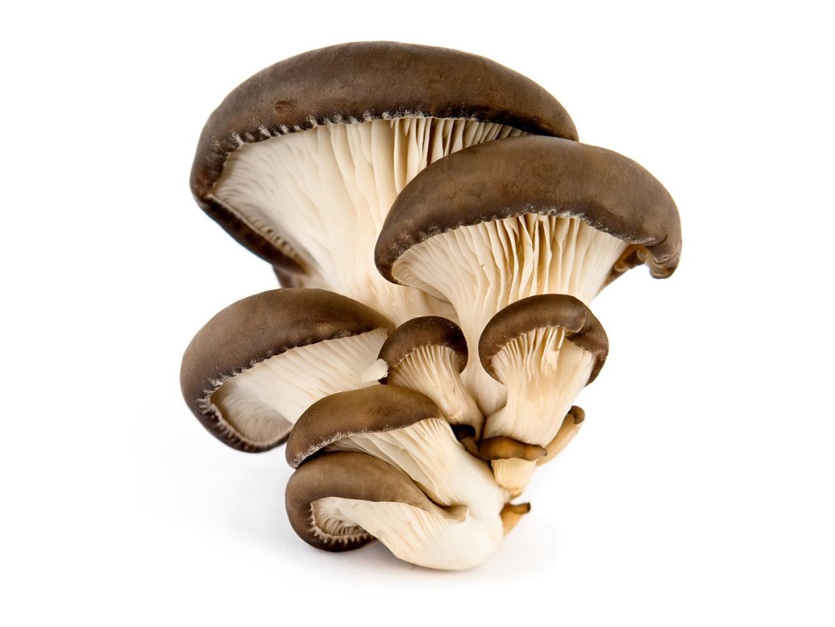 Сушка грибов вешенка