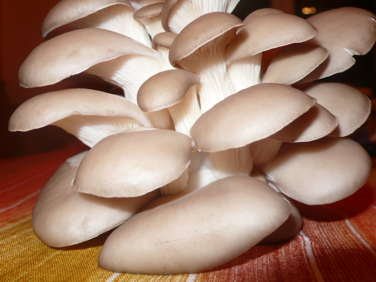 Вёшенка лёгочная