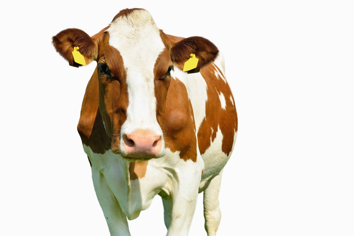 Рыжая корова на белом фоне