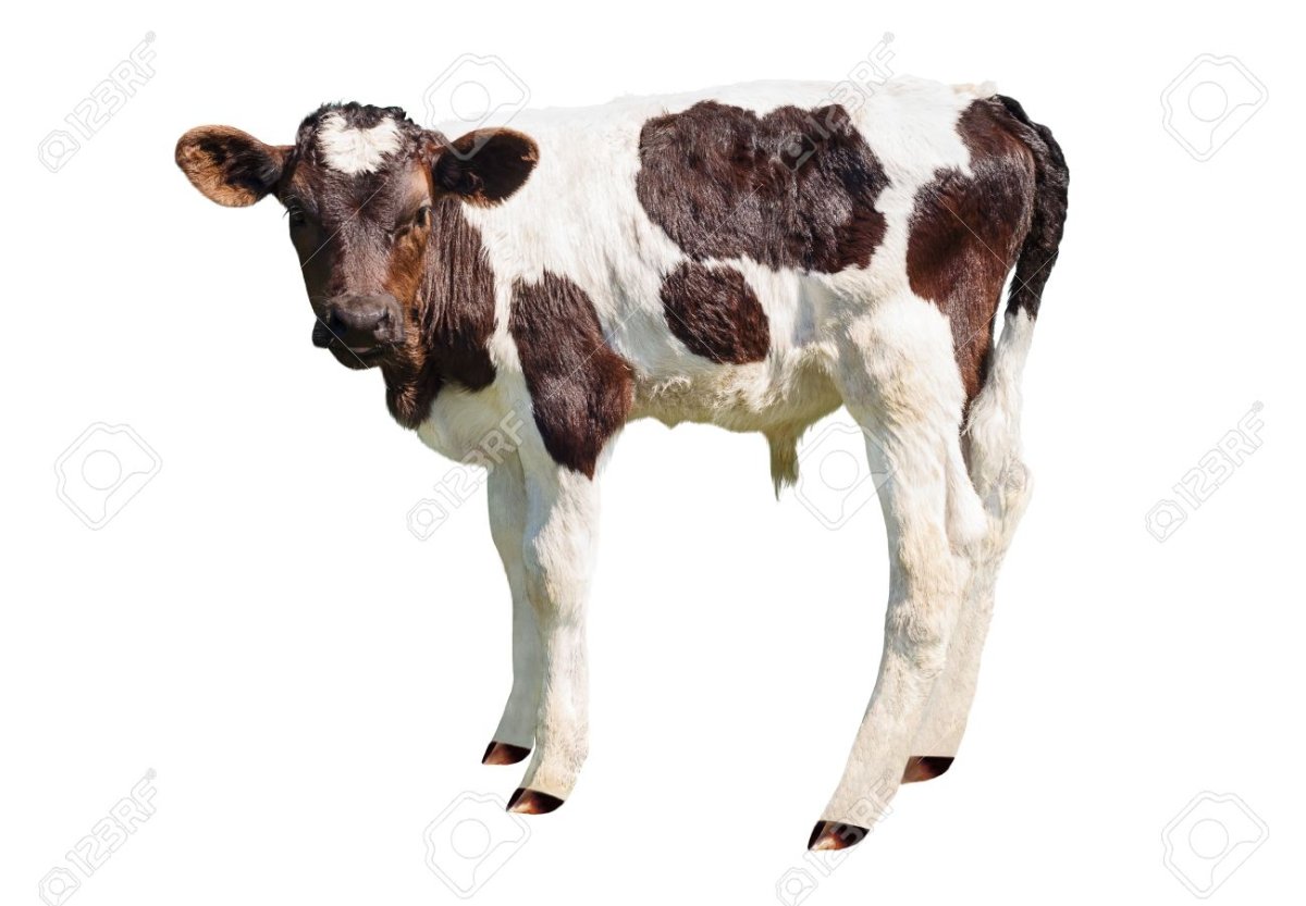 Теленок на белом фоне