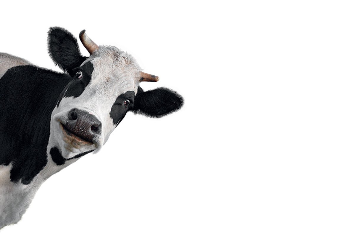 Корова улыбается