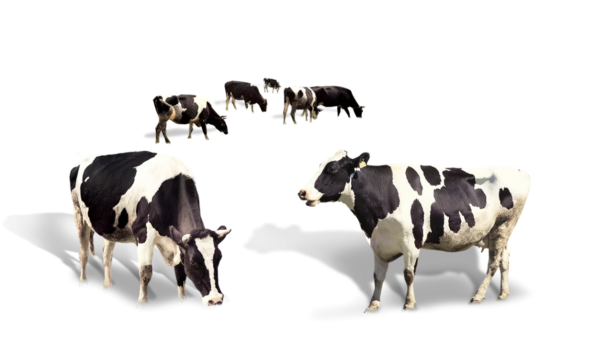 Пятна коровы фон