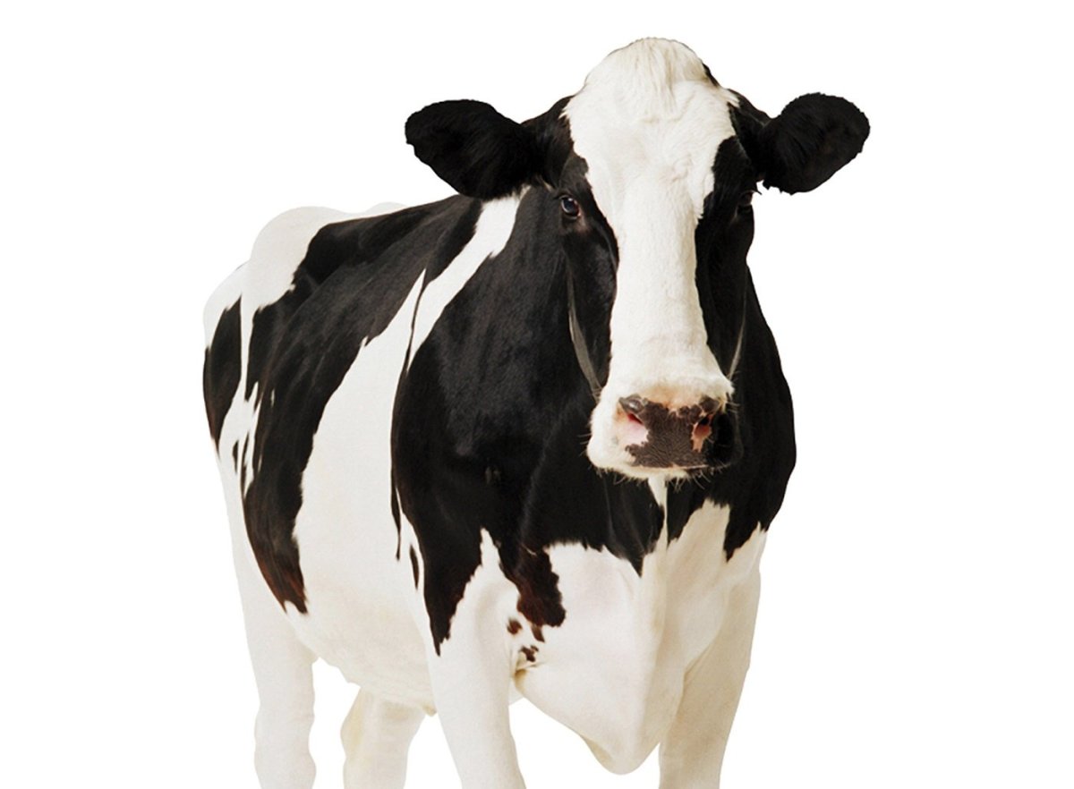 Корова улыбается белый фон