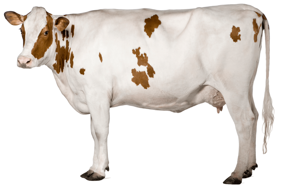 Корова на белом фоне
