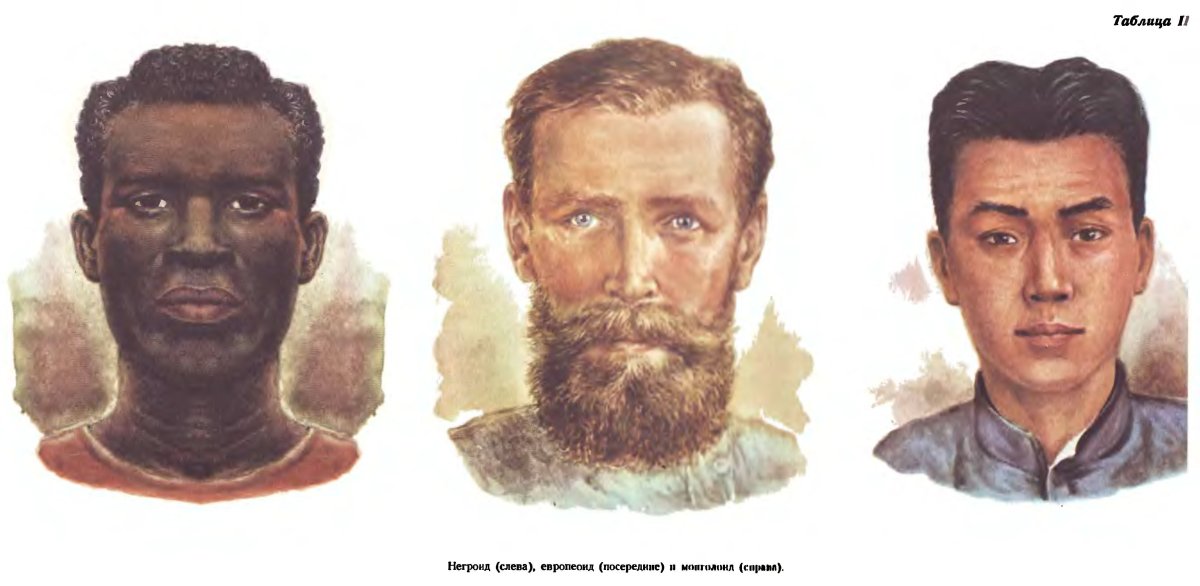Европеоидная раса монголоидная раса негроидная раса
