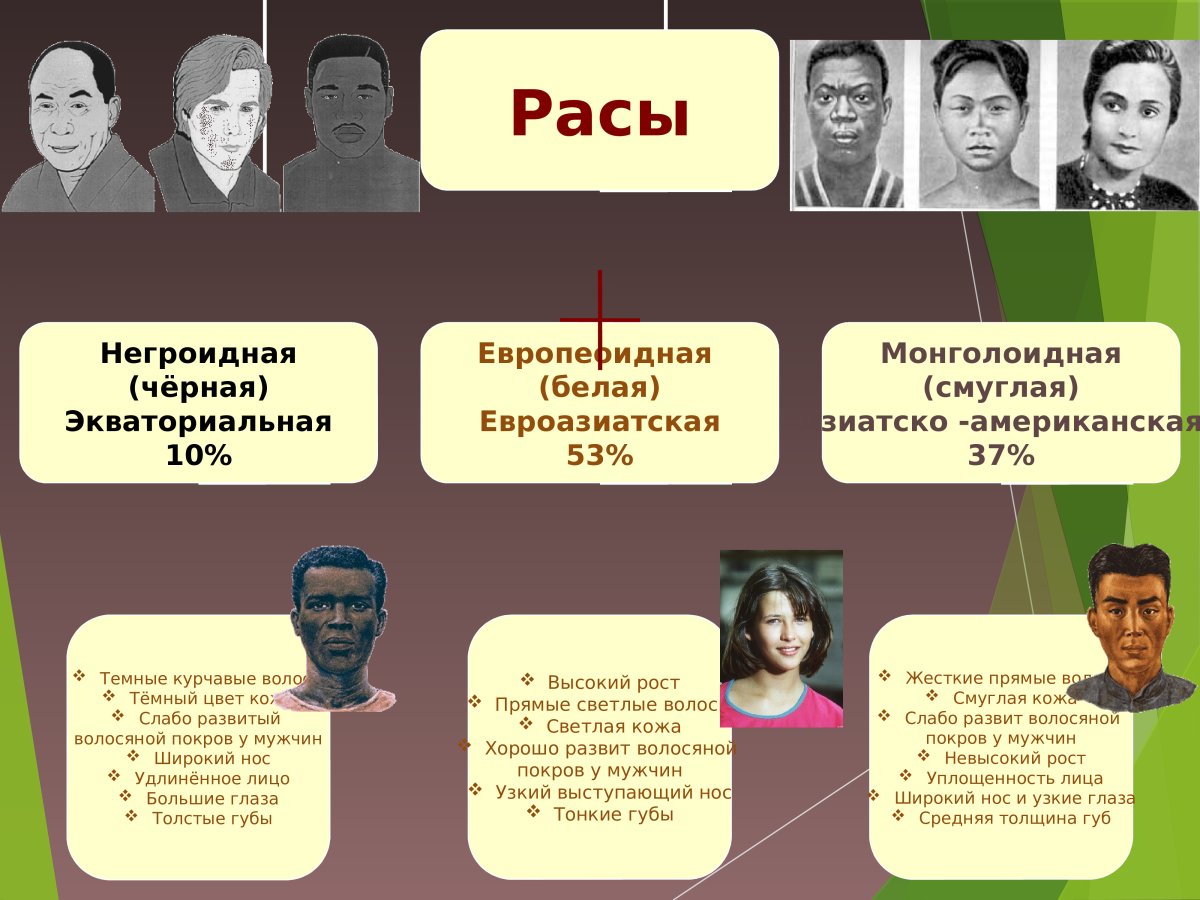 Европеоидная монголоидная негроидная раса таблица