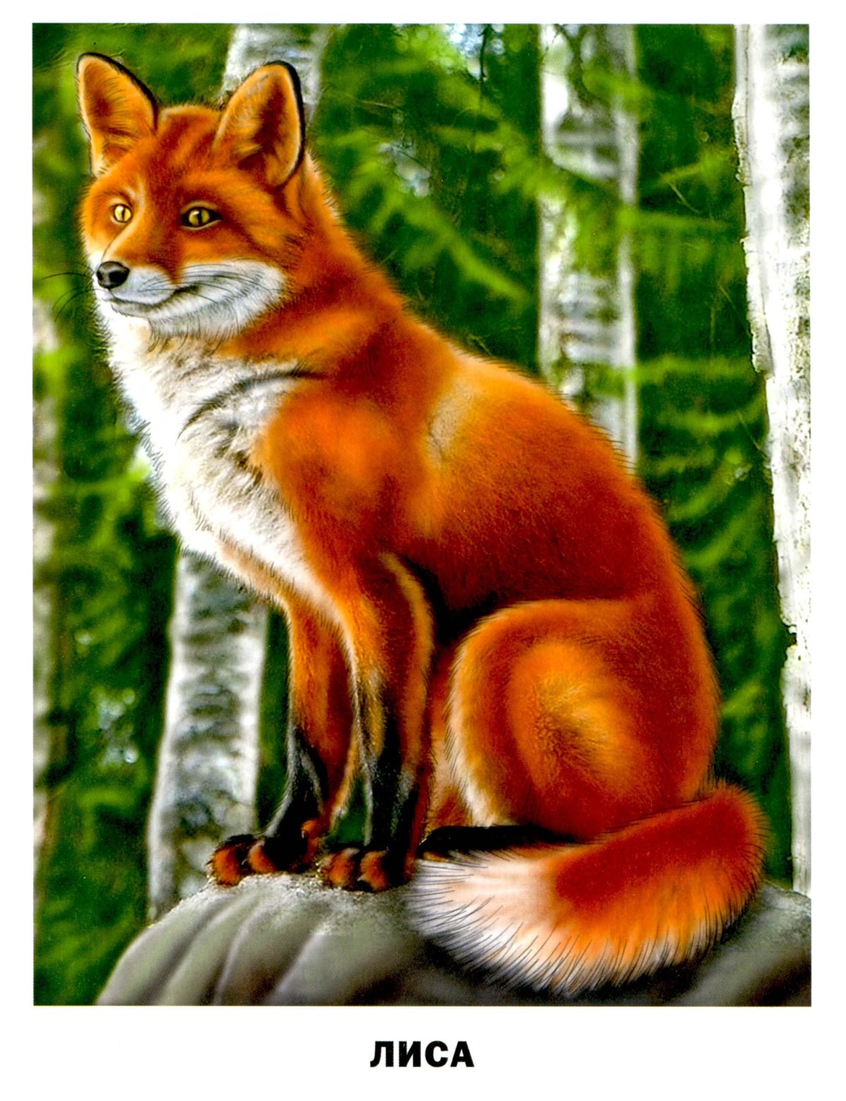 Дикие животные для детей