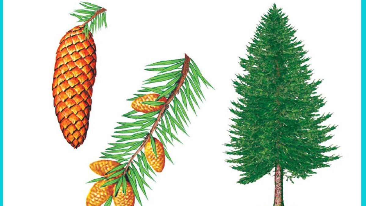 Обучающие карточки. Деревья.