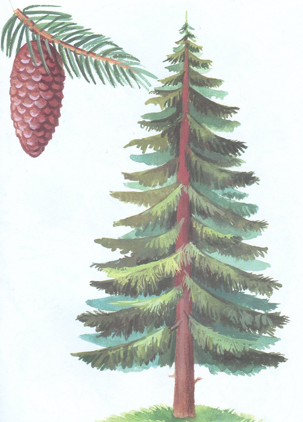 Ель карточки для детей