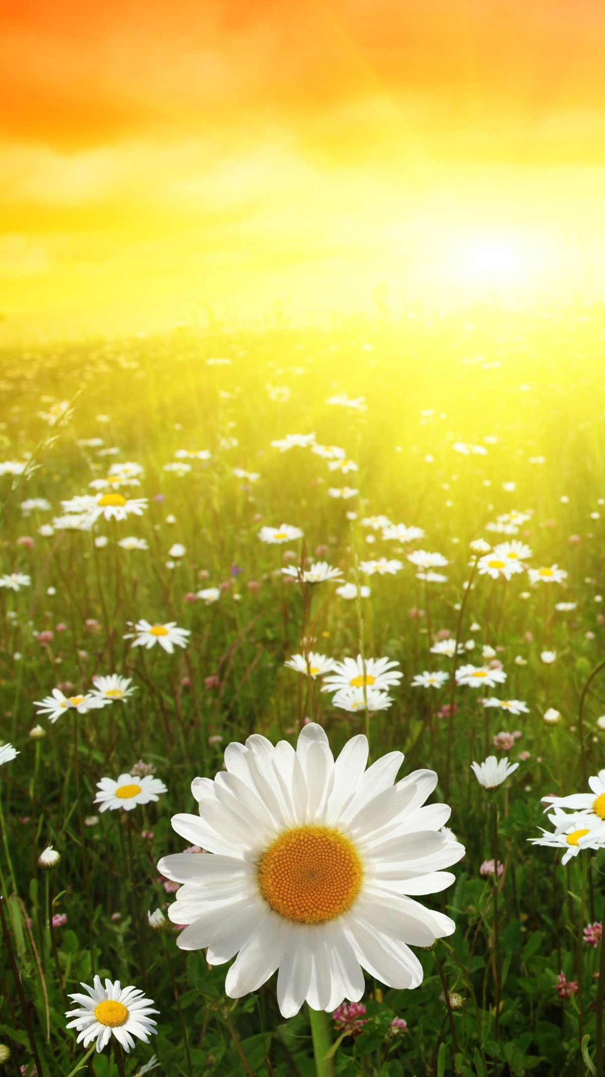 Летнее небо