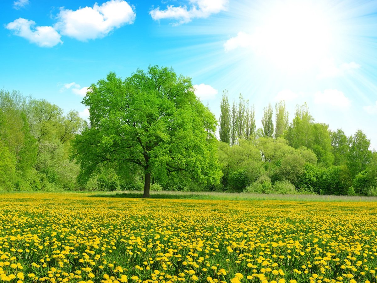 Теплый лучик солнца