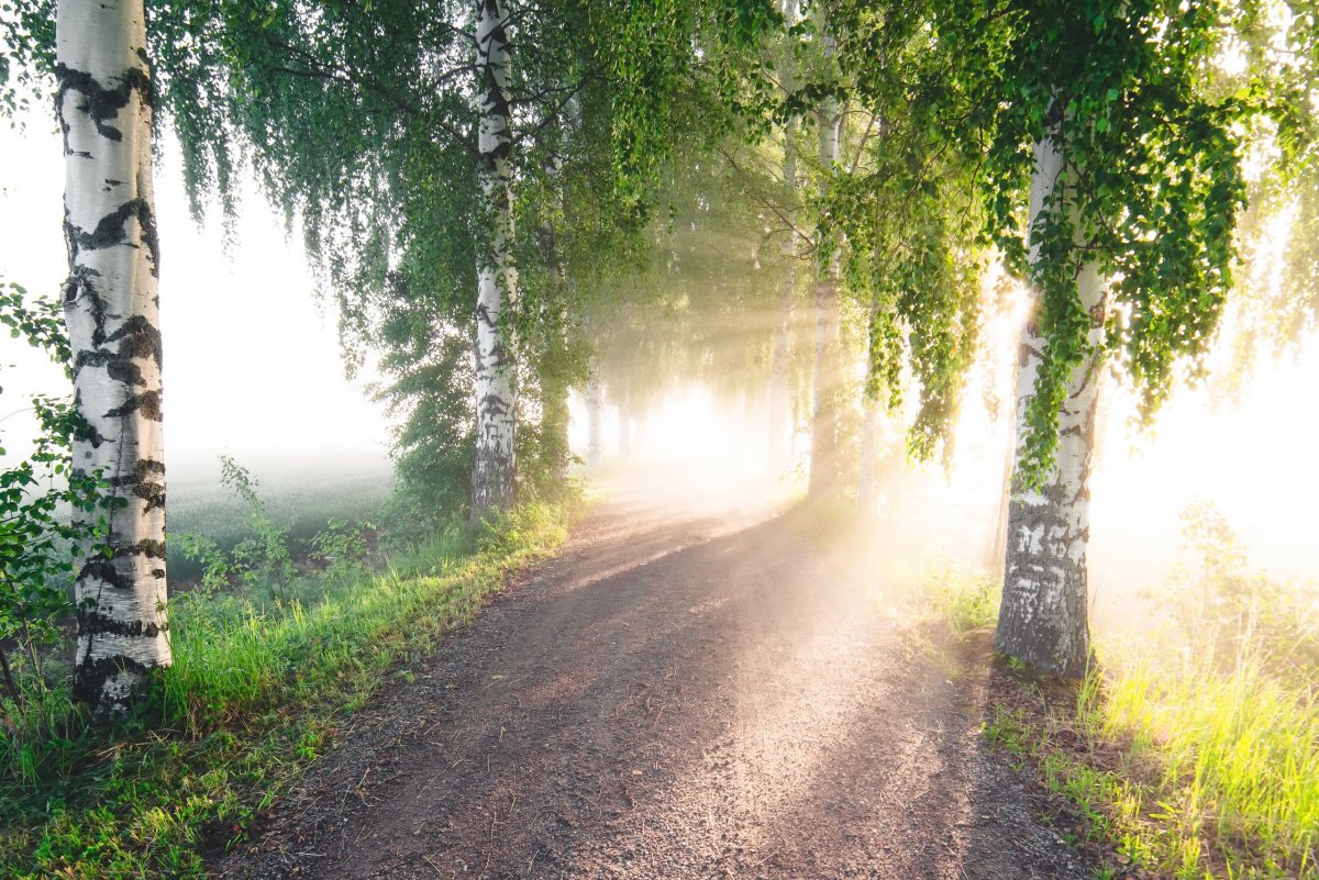 Подсолнухи и солнце