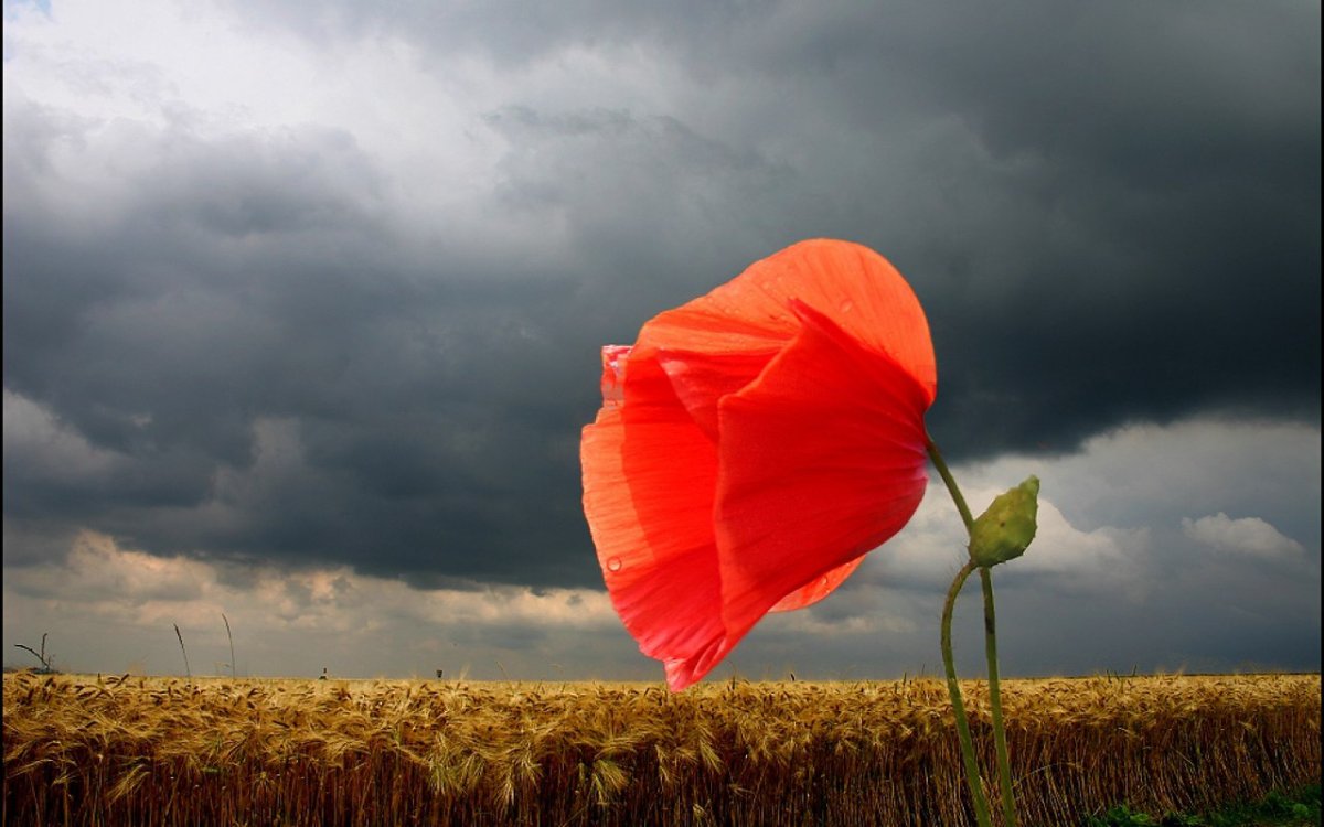 Пушистые колоски