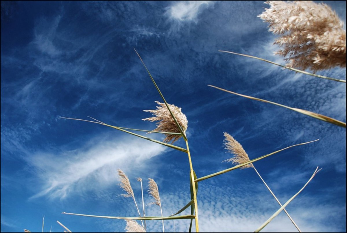 Ветер эмблема